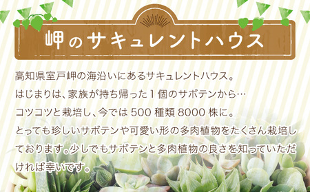 多肉植物の寄せ植えセット (両足)5本～10本