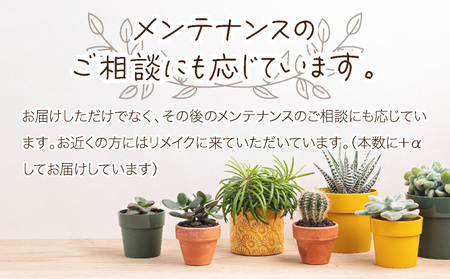 多肉植物の寄せ植えセット (両足)5本～10本