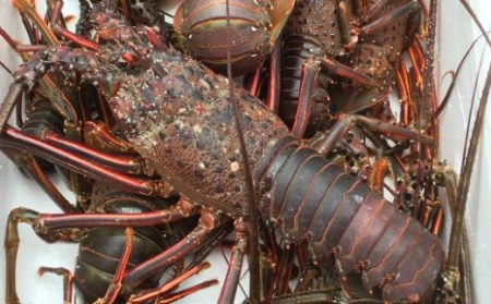 ｍｍ０１１ 訳あり 漁港直送 活き伊勢海老 ２ｋｇ 天然まぐろのチャンジャセット 高知県室戸市 ポイント制ふるさと納税 ふるなびカタログ