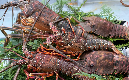 活き伊勢海老 1kg （2～4尾）伊勢海老 伊勢エビ 伊勢えび えび 海鮮 刺身 魚介 産地直送 直送