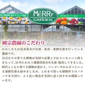 【令和8年7月上旬ごろより発送】 マンゴー 2～3玉入り アーウィン アップルマンゴー 完熟 先行予約 先行受付 家庭用 果物 フルーツ 贈答