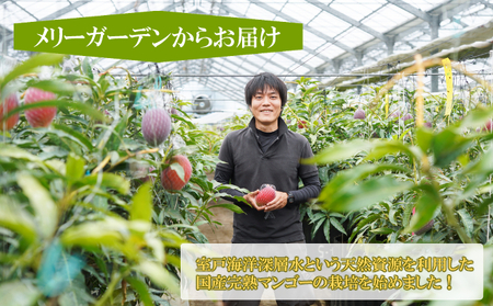 【令和8年7月上旬ごろより発送】 マンゴー 2～3玉入り アーウィン アップルマンゴー 完熟 先行予約 先行受付 家庭用 果物 フルーツ 贈答