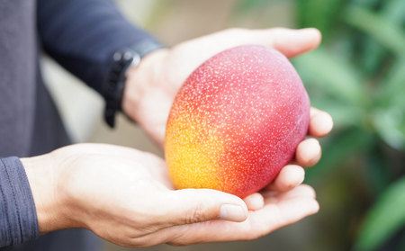 【令和8年7月上旬ごろより発送】 マンゴー 2～3玉入り アーウィン アップルマンゴー 完熟 先行予約 先行受付 家庭用 果物 フルーツ 贈答