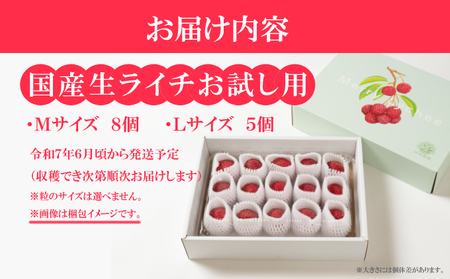 【令和7年6月中旬頃より発送】お試しパック 生ライチ 室戸海洋深層水仕込み 【ライチ 果物 生ライチ 国産 ライチ 品種 ジャカパット】