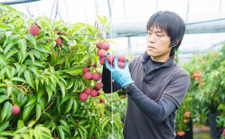 【令和7年6月中旬頃より発送】お試しパック 生ライチ 室戸海洋深層水仕込み 【ライチ 果物 生ライチ 国産 ライチ 品種 ジャカパット】