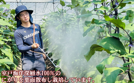 農家直送　土佐の美味茄子の新鮮ナス　1.5kg　（室戸海洋深層水にがり使用） 野菜 なす ナス 常温 小袋 国産 夏野菜 茄子 小分け 旬 5000円 高知