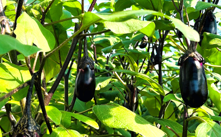 農家直送　土佐の美味茄子の新鮮ナス　1.5kg　（室戸海洋深層水にがり使用） 野菜 なす ナス 常温 小袋 国産 夏野菜 茄子 小分け 旬 5000円 高知