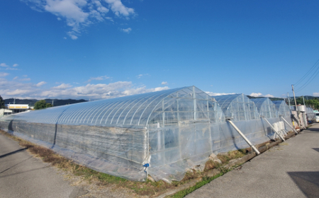 農家直送　土佐の美味茄子の新鮮ナス　1.5kg　（室戸海洋深層水にがり使用） 野菜 なす ナス 常温 小袋 国産 夏野菜 茄子 小分け 旬 5000円 高知