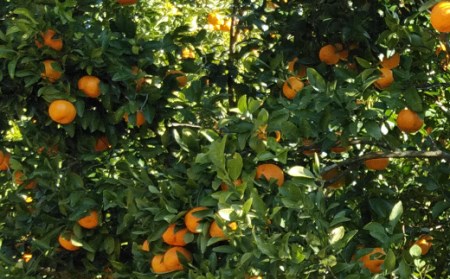 【室戸産ポンカン】冬の柑橘ポンカン 5kg