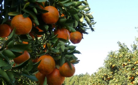 【室戸産ポンカン】冬の柑橘ポンカン 5kg