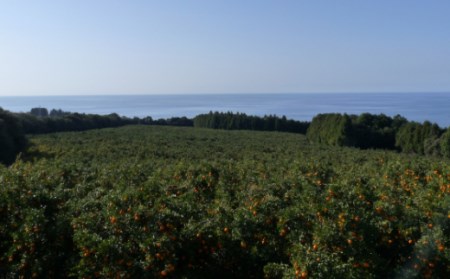 【室戸産ポンカン】冬の柑橘ポンカン 5kg