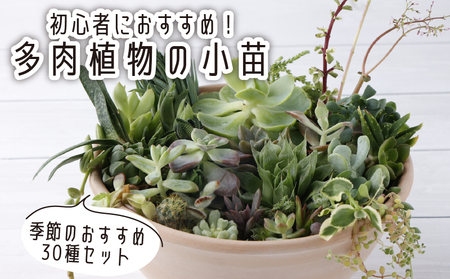 多肉植物の小苗30本（種類）セット