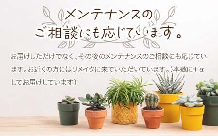 多肉植物の小苗30本（種類）セット