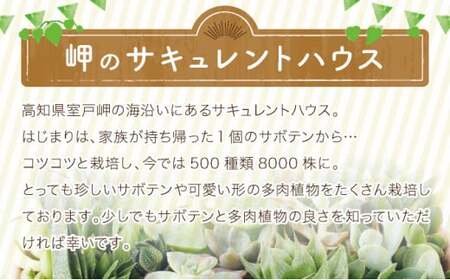 多肉植物の小苗30本（種類）セット