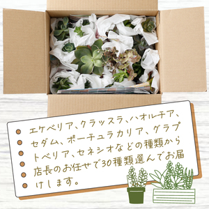 多肉植物の小苗30本（種類）セット