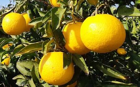 【先行予約】 星タンゴール5kg 清見 柑橘 サマー清見