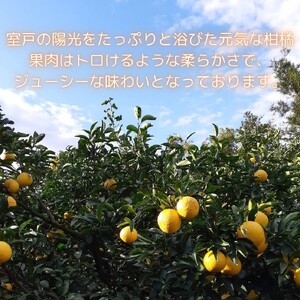 【先行予約】 星タンゴール5kg 清見 柑橘 サマー清見