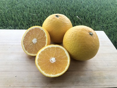 【訳あり】 星タンゴール4kg 清見 柑橘 サマー清見