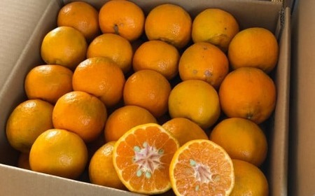 【室戸産ポンカン】秀品 ポンカン Mサイズ3kg