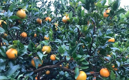 【室戸産ポンカン】秀品 ポンカン Lサイズ3kg