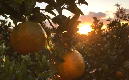 【室戸産ポンカン】秀品 ポンカン Lサイズ3kg