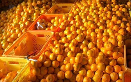 【室戸産ポンカン】訳あり ポンカン Mサイズ3kg