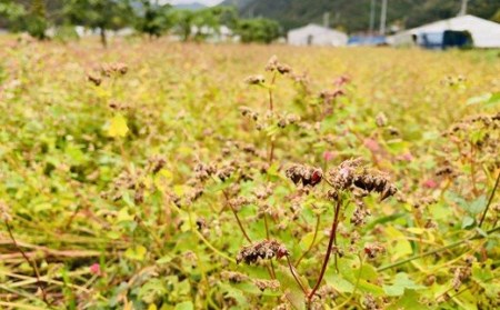 室戸産そば粉を使用した本格手打ちそば _sy001