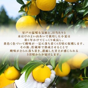 【2026年5月より発送】 熟成 露地小夏 5kg | 柑橘 フルーツ 果物 期間限定 旬の果物 ご家庭用 生産者 農家 直送 高知県 室戸市