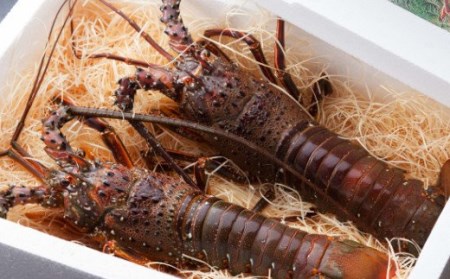 【定期便/計5回】海鮮【惣菜海鮮】yj038