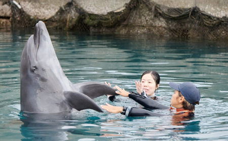 ドルフィンスイム１名（中学生以上）