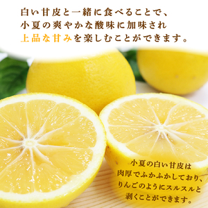 【訳あり】室戸 小夏 2.5kg | 柑橘 フルーツ 果物 期間限定 旬の果物 ご家庭用 生産者 農家 直送 5000 円 高知県 室戸市