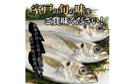 【定期便】いずま海産のトロアジ干物8枚頒布会【12回お届け】干物