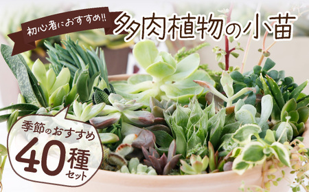 多肉植物の小苗４０本セット（４０種類アソート） ＳＨ００９ | 高知県