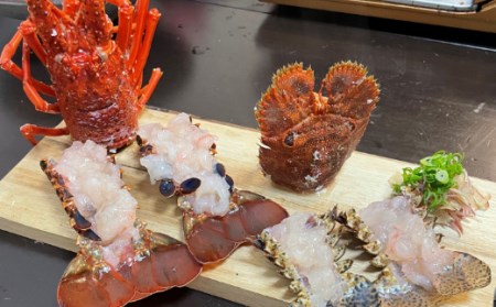 活伊勢海老 約1kg(2～3尾)【 イセエビ 伊勢海老 】