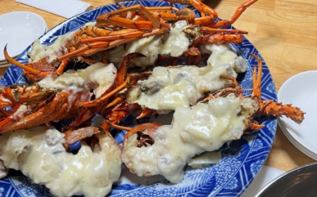 活伊勢海老 約1kg(2～3尾)【 イセエビ 伊勢海老 】