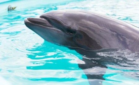 ドルフィンスイム2名(5歳以上小学生)