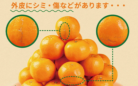 【室戸産ポンカン】冬の柑橘ポンカン 2.5kg