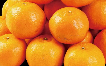 【室戸産ポンカン】冬の柑橘ポンカン 2.5kg