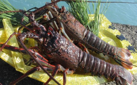 活き 伊勢海老 4~10尾 2kg 伊勢海老