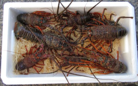 活き 伊勢海老 4~10尾 2kg 伊勢海老