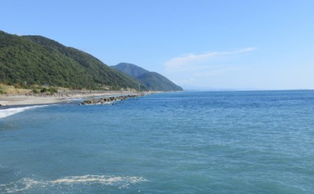 活き 伊勢海老 4~10尾 2kg 伊勢海老