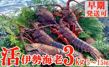 活伊勢海老 約3kg(5～15尾)【 イセエビ 伊勢海老 】