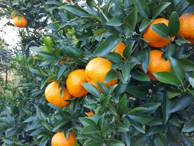 【マルカズ農園ポンカン】冬の柑橘ポンカン 4kg