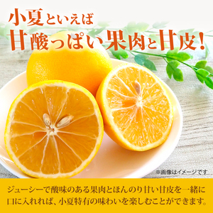 【2026年出荷分】小夏 (日向夏) 小夏 1.5kg | 期間 数量 限定 旬 人気 果物 くだもの 柑橘 フルーツ みかん ジュース 高知県 安芸市 BK