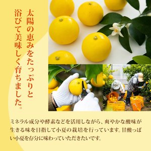 【2026年出荷分】小夏 (日向夏) 小夏 1.5kg | 期間 数量 限定 旬 人気 果物 くだもの 柑橘 フルーツ みかん ジュース 高知県 安芸市 BK