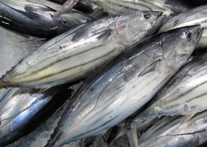 【かつおのたたき】高知県 かつお 1kg 鰹【CE002】