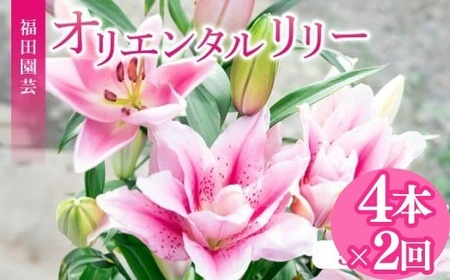 ユリ(オリエンタルリリー)4本 2ヶ月定期便【ユリ】