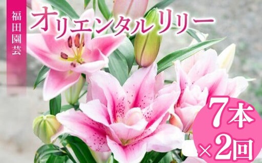 ユリ(オリエンタルリリー)7本 2ヶ月定期便【ユリ】