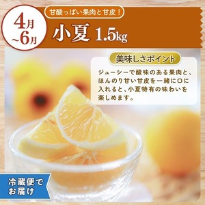 【定期便2回】土佐文旦 小夏 の柑橘フルーツ8