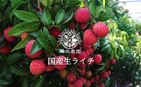 【先行予約/数量限定】【令和8年】希少 完熟マンゴー&生ライチセット / 高知県産 国産 果物 BK